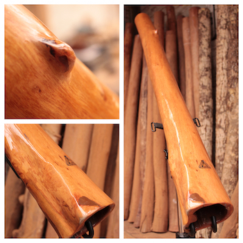 catégorie didgeridoo eucalyptus